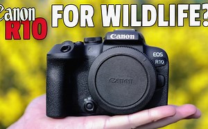 佳能 R10 现场测试使用 适马150-600C & RF100-400！