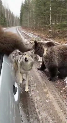 Bear Mother Saves Cub: Dramatic Rescue from Wolves #BearRescue #BraveMother #WildlifeHelp