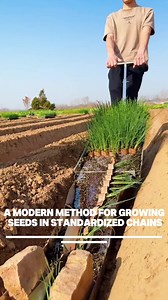 Paper Chain Seeding: Precise Seed Alignment Explained
