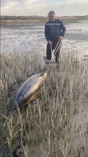 They came across the stranded dolphins and used rope to rescue them
