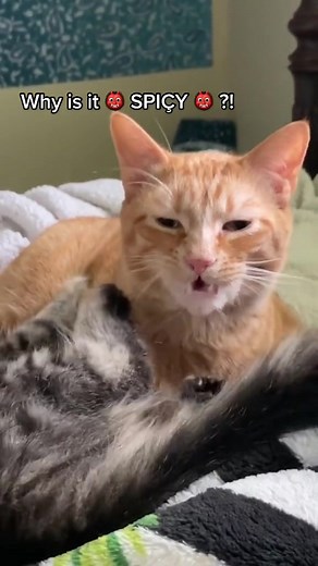 Why Is It Spicy Cat Meme Explained