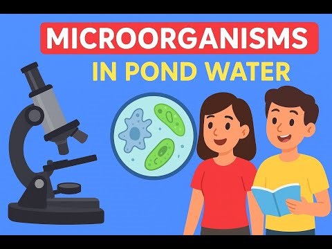 Observation of Microorganisms in Pond Water Under a Compound Microscope | Biology Practical