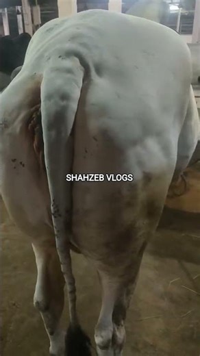 #shortsfeed #youtube #trending #viralvideo #cow #dairyfarm #exclusive #fyp #bakrid #unloading 🔥🔥🔥