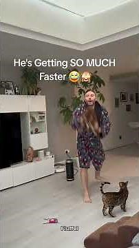 These Playing Cats Are Too Funny 😹