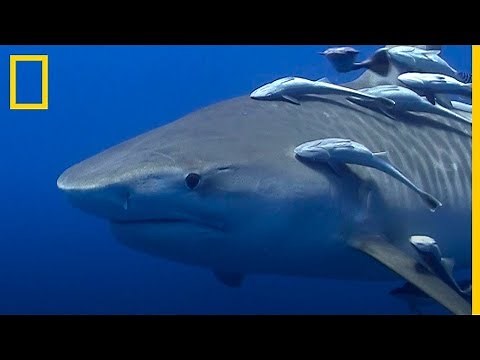 Los HERMOSOS Tiburones TIGRE, clave para mantener el ECOSISTEMA | National Geographic en Español