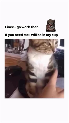 Mr.Meowsy on Instagram: "How to make a cat milkshake 1. Ydd ½ teaspoon ground cinnamon or ¼ tsp cardamom powder. 2. I also add 1 tsp vanilla extract for extra flavor. 3. Pour 1½ cups chilled milk. If using ice cream you will need only half a cup of milk. I used this homemade almond milk here. You can also use coconut milk. 4. Blend everything to smooth shake. You may add more milk if you prefer to thin down or add more cats to thicken. 5. Pour Cat MilkShake to serving glasses immediately and ser