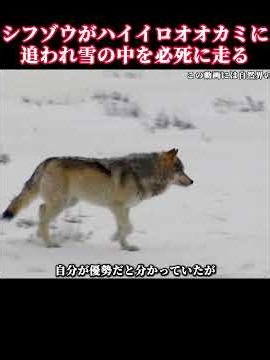 力強いヘラジカの一頭がオオカミの群れに襲われる。#ヘラジカ #動物の世界 #動物ドキュメンタリー #動物愛護