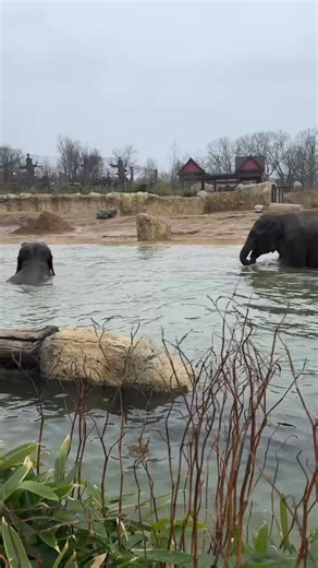 January pool party for the boys. 🐘 | Cincinnati Zoo & Botanical Garden