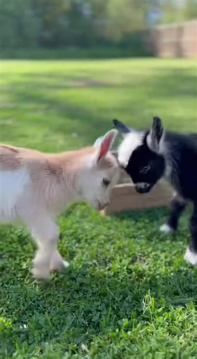 Adorable Goats Cuteness Overload