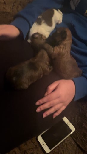 My babies ⸻ #FreshPuppyFeels #TinyPawTales #FluffballChronicles #NewPuppyGlow #PuppyMagicMoments #LittlePawsBigHeart #PuppyVibesDaily #TooCuteToPottyTrain #SnuggleSizeOnly #BellyRubBoss #PawprintDays #PuppyFaceEnergy #ZoomiesIncoming #BorkBabyLife #PuppyEyesPower #MiniTailWags #SweetSnoutMoments #WiggleButtDiaries #CutenessExploded #MyLittleFurLove #ShihTzuPuppySquad #TinyTzuTales #PuppyTzuVibes #TzuTot #SnuggleTzuPup #ShihTzuPuppyParty #LilFluffBoss #ShihTzuStarterPack #PintSizeTzu #FluffyTzuFa