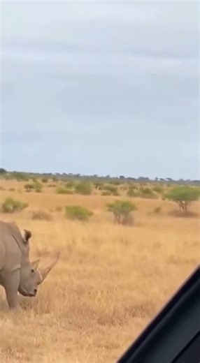 Who Wins: Rhino vs Lion? 🦏 누가 이길까? 🦏 どちらが勝つ？ #rhino #wildlife #rescue