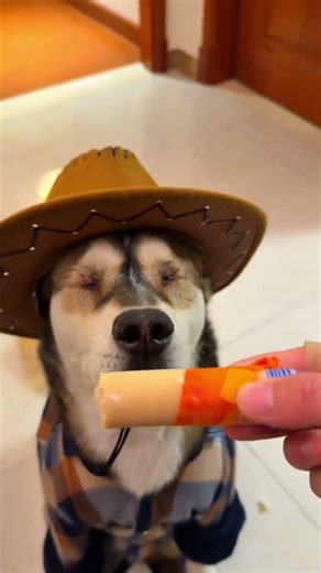 Can this 'Genius Dog' sniff out his favorite snack? #shorts #dog