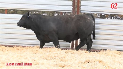 Lot 62: Larson Family Ranch - Annual Angus & Charolais Bull & Commercial Pair Sale