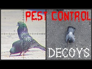 Air Rifle Pest Control Plus Some Decoying