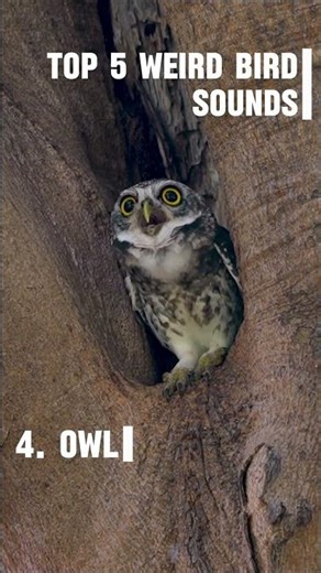 TOP 5 Weirdest Bird Sounds in the World 🔈🔥