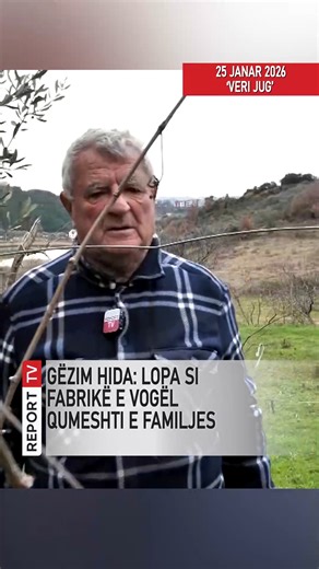 Gëzim Hida: lopa si fabrikë e vogël qumeshti e familjes ... #reporttv #shqiptarjacom #verijug #agimpipa M.B | Report TV