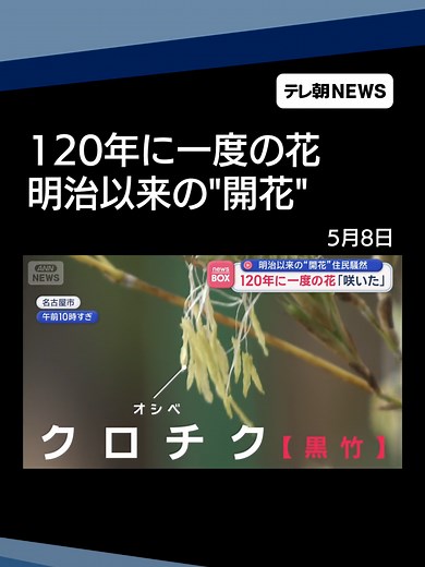 120年に一度の花「咲いた」 明治以来の“開花”住民騒然#テレ朝NEWS #tiktokでニュース | flowers