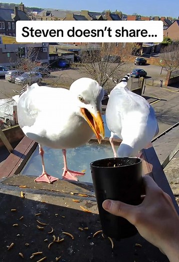Feeding Steven the Seagull: Soft Bites and Fun
