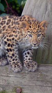 Spotted: an im-paws-ibly cute pair of Amur Leopard cubs exploring the main reserve at Leopard Heights 🐆Come along and see if you can spot our adorable Leopard family on your next visit 🐾 #leopard #leopardcub #Cubs | Yorkshire Wildlife Park