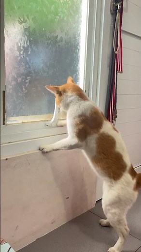 Cat Opens Window Latch and Sneaks Out || ViralHog