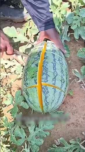 The Truth About Yellow Watermelons! 🍉😲"