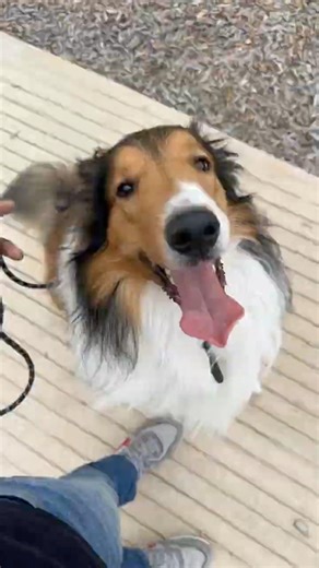 Rough Collie Building Confidence