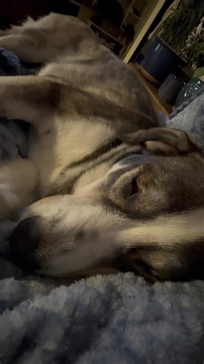 5.4K views · 69 reactions | When the nap hits you JUST right. Help us give comfortable places for abandoned souls to sleep as sound as this. Apply to foster today: https://manitobamutts.org/foster-with-us/online-application/ #manitoba #rescue #fostersneeded #savealifetoday | Manitoba Mutts Dog Rescue Inc. | Facebook
