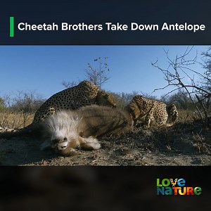 671K views · 10K reactions | This wildlife documentary delves into...