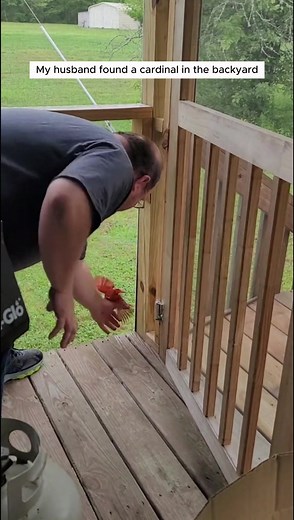 Adopting a Cardinal: Our Backyard Rescue Story