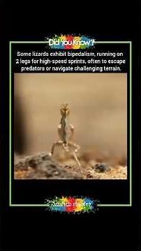 Some lizards run on 2 legs for high-peed to escape from predators