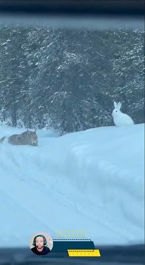 Lynx Ambush in the Snow — Stunning Snow Hare Capture Caught on Camera #wildlife