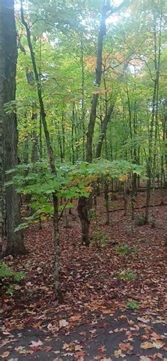 sept 2025 canisbay lake campground algonquin 4 days
