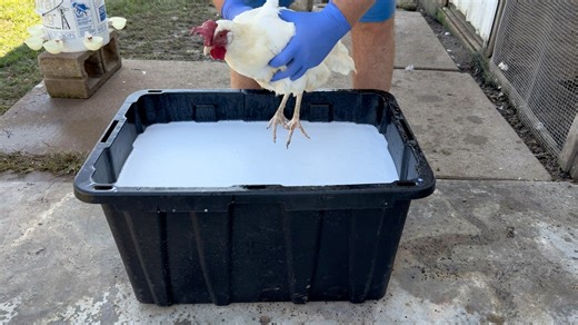 4.8K views · 24 reactions | How To Remove Chicken Mites! Today, I’m...