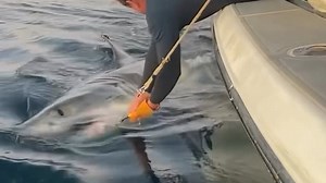 This is the largest male white shark ever caught, tagged and released