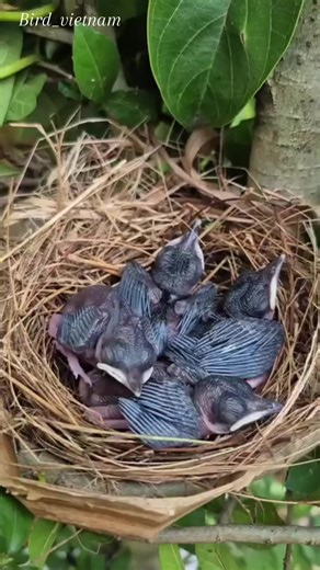 Cute Baby Birds: Nature's Adorable Moments