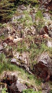These bears found a quiet place to rest after a busy morning feasting on sedge during our Chinitna Bay bear viewing tour. | Rust's Flying Service