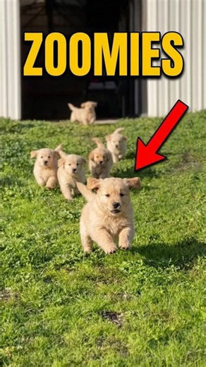 Why Do Dogs Get the Zoomies⁉️🐕