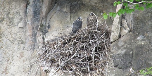Peregrine falcon nesting closes some Vermont cliff areas