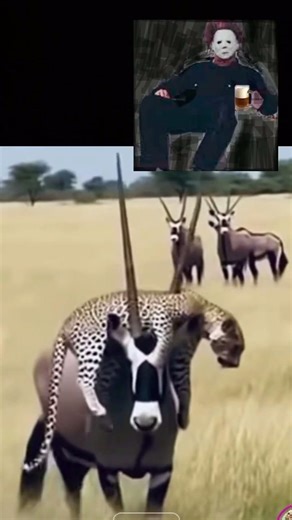 Cheetah VS Antelope