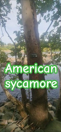 American sycamore Tree, August 31, 2025