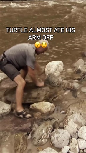 Ben Friedman on Instagram: "Look at the GIANT NECK on this turtle... WOW! It strikes a few feet in a millisecond! Insane"