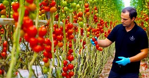 How a tiny country became the second-biggest agricultural exporter in the world