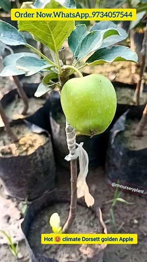RM nursery plant | Exotic fruit plant #rmnurseryplant #gardening #fruitlover #homegarden #instareels #PlantNursery | RM nursery garden
