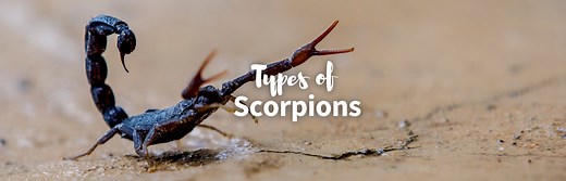 The 35 Different Types Of Scorpions: Sting, Size & More