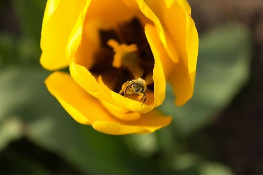 Do Tulips Attract Bees? (Bee Friendly? Pollination?)
