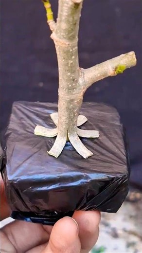 How to make a roots ❓️ #grafting #bonsai #gardening #plants #bonsai