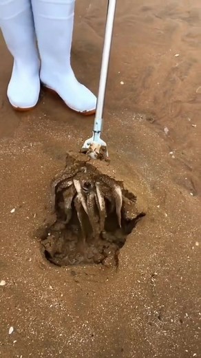 WTF WAS THAT?????? #cuttlefish #wildlife #commentary #reaction #reactions #comedy #funny #humor #joke | Dustin Poynter