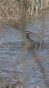 27K views · 307 reactions | MIKEYS BEST AND WORST MATCH EVER??? 勞gbwls A live match of EXTREME highs and lows as Mikey Williams takes the MatchDay Live cameras to Viaduct fishery KNOWN for its large residents! . Mikey demonstrates his tactics, tricks, and edges to winkle out some MASSIVE fish! Hitting TackleGuruTV TOMORROW AT 4PM, get the alarms set as you won’t want to miss it ⏰ | Tackle Guru | Facebook