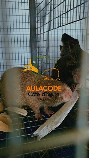 Coprophagie chez l’aulacode : un comportement NORMAL et UTILE Beaucoup d’éleveurs s’inquiètent lorsqu’ils observent leurs aulacodes consommer leurs propres crottes. 👉 Pourtant, ce comportement est naturel, sain et scientifiquement documenté. 🔎 Pourquoi l’aulacode pratique la coprophagie ? ✔️ Pour récupérer des vitamines (notamment du groupe B) produites par les bactéries intestinales ✔️ Pour mieux digérer les fibres végétales (cellulose) ✔️ Pour optimiser l’assimilation des nutriments contenus