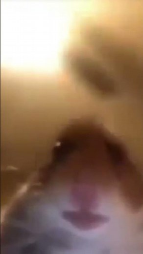 HAMSTER STARING AT CAMERA #meme #funny #tiktok #memesdaily #memesvideo #memes #tiktokvideo #viral